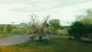 Tree and Foliage demo with NVIDIA Instant NeRF
