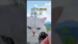 What Makes Cats' Paw Print Patterns So Unique? #shorts #facts #funny #cat #pets #catlover