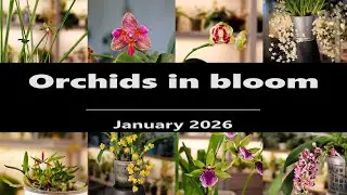 Orchids in Bloom // January 2026