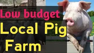 Low budget Pig Farm I #viralvideo #viral