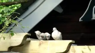 Vroege Vogels - Duiven bijten in elkaars snavel