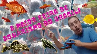 A maior feira de peixes ornamentais do Brasil! (The largest ornamental fish fair in Brazil ) (EP.23)