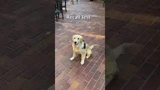 6 month old puppy off leash recall #shorts30 #goldenretriever