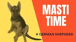How to play with dog !! 3 M Pup