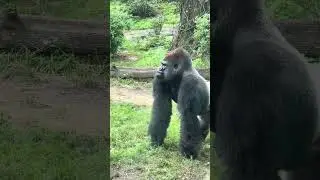 Silverback Gorilla brothers interacting