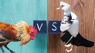 Duck vs Rooster Fighting - Battle Over Territory