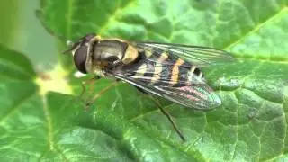 Wasp Mimic Flower Fly (Syrphidae: Syrphus ribesii?) Close-up