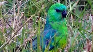 Australian Grass Parrot - Video 1