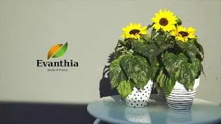 Evanthia | teaser FlowerTrials &reg;