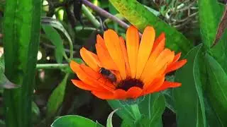 Tsuru-no-Sugomori Nesting of Cranes for Solo Flute W.Offermans O.Ivusheikova flute Igor Pireev video
