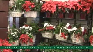 Beneva Flowers - Winter Wonderland