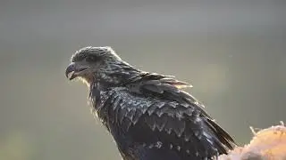 Fishing eagle roosting after hunt