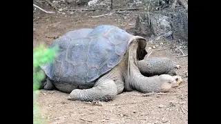Extinct: The Pinta Island Tortoise