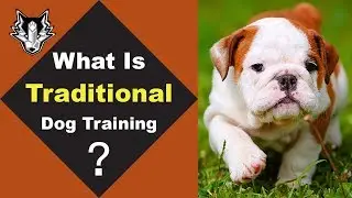What is Traditional Dog Training? What is  Correction Based VS Motivational Dog Training?(Episode 8)