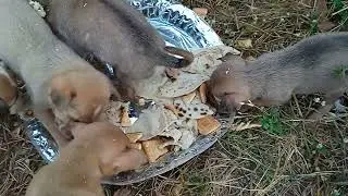 little baby no mother ||poor baby animals||