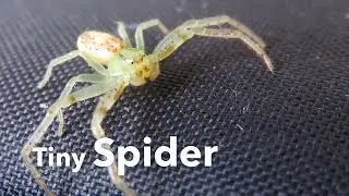 Tiny Spider - Harmless and Beautiful