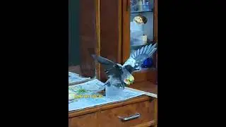Cookie is taking a bath😍# cute bird#cockatiel#parrot