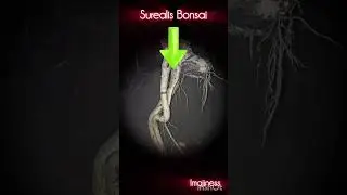 DARI AKAR UNTUK BONSAI SUREALIS#bonsaiimaji #short