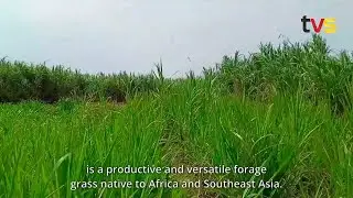 Napier Grass: A Game-Changer in Biofuel & Feedstock | TVS Tech Digest