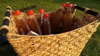 hd Dinos Madu Kelulut Trigona Honey