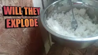 Pigeons & Rice