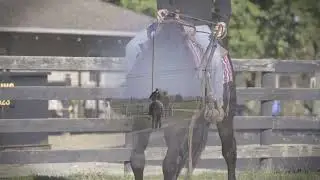 Midnight sells at Dixie Horse Auction in Troutman NC- November 28th and 29th