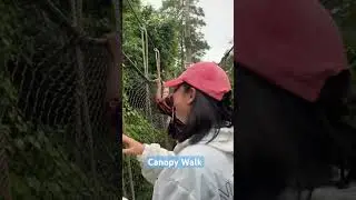 CANOPY WALK IN KAKUM NATIONAL PARK #explorewithhong #travel #hongdinh #canopywalk #africa
