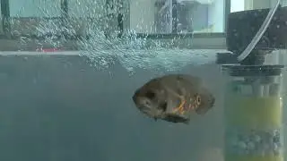 I bought a pair of tiger oscar fish at Kolathur market