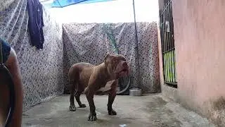 Pit Bull Red Lion Dog #lekthebestkennel