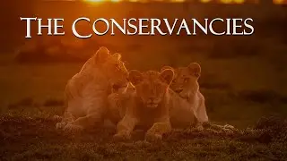 The Conservancies  - Olare Motorogi, Ol Kinyei, and Naboisho - Kenya