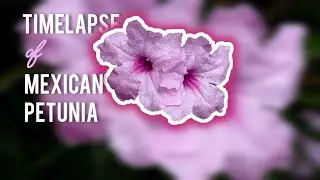 Mexican Petunia Blooming Timelapse 🌸 | Ruellia Flower Opening in 4K UHD