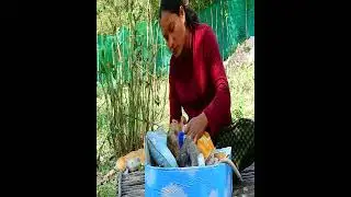 Cute baby monkey ANA 2022