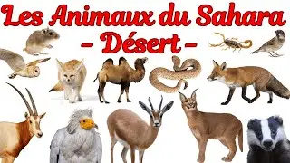 Les animaux du Sahara | d&eacute;sert  🏜️🐪 | Apprends les noms des animaux avec images et vid&eacute;o &eacute;ducative