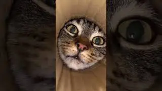 #cat #cats #catsvideo