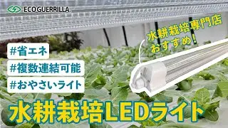 【水耕栽培ledはこれがおすすめ】省エネ設計で長寿命！野菜栽培や観葉植物にも使える植物育成LEDライト！【水耕栽培専門店が開発】