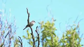 Lesser withethroat imitates little grebe  - Braamsluiper imiteert dodaars