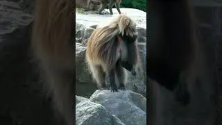 Baboon Ape Primate - Monkeys #shorts by Nimble Animals