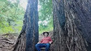Shaman's redwood office - 0005