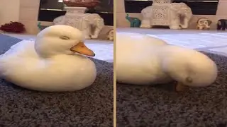 Sleepy Duck Tries To Stay Awake