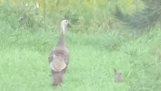 Turkey