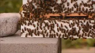 Washboarding Behavior in Honey Bees