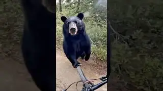 #lucky person Riding a #bicycle and meeting a #bear