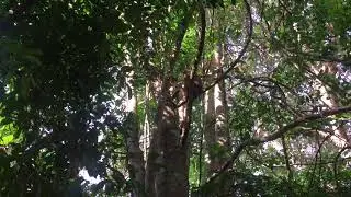 Funny monkeys on the tree​ at SIEM REAP ANGKOR 🙉🙉🙉
