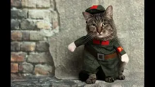 Cute pets and funny animals cats and dogs Compilation 2020