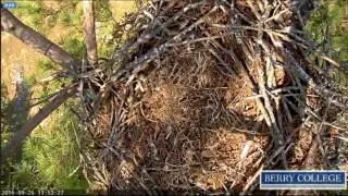 Berry College Eagles - Tail Feathers & Shadows - 09/26/2016
