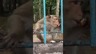 #funnymonkey #monkey #monkeychallenge #cutemonkey #funny #monkeysr #monkeylife #animals #cute