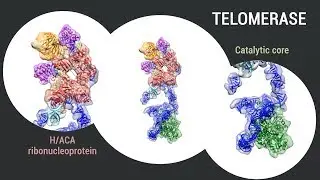 Cryo-EM structure of substrate-bound human telomerase holoenzyme