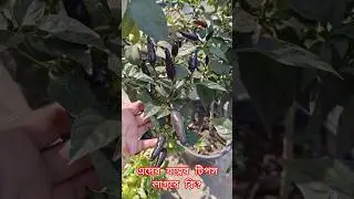 এদের যত্নের টিপস লাগবে কি? #chilliplants #plantcare #garden #gardeningtips
