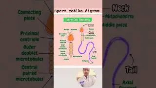 Male ke sperm cell ka diagram 💯🩺💯❤️📸#short video viral #vk singh