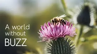 What If All Insects went extinct?
